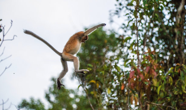 Jumping on a tree Proboscis Monkey  in the wild green rainforest on Borneo Island. The proboscis monkey (Nasalis larvatus) or long-nosed monkey, known as the bekantan in Indonesia
