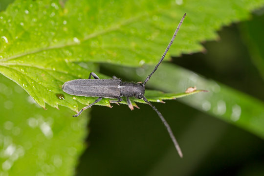 Phytoecia cylindrica is a species of beetle in the family Cerambycidae..
