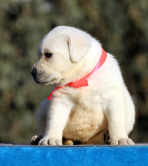 sweet nice labrador puppy on a blue background