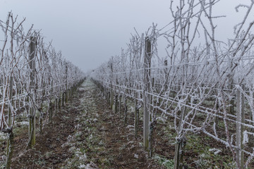 Obraz premium Frosty and foggy weather in the wine orchard during the winter