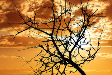 Tree silhouette against a bright sunny sky