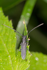 Phytoecia cylindrica is a species of beetle in the family Cerambycidae..