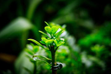 Singapore Cloud Forest