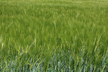 Kornfeld auf dem Land