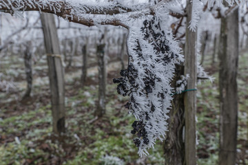 Frosty and foggy weather in the wine orchard during the winter