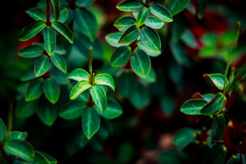 Singapore Cloud Forest