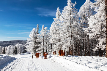A herd of cows walking in the winter forest. Altai Republic, Russia