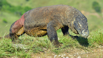 Portrait of the Komodo dragon ( Varanus komodoensis ) is the big