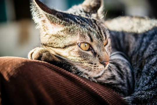Gato atigrado (mascota) descansando en el regazo de su due&ntilde;o  