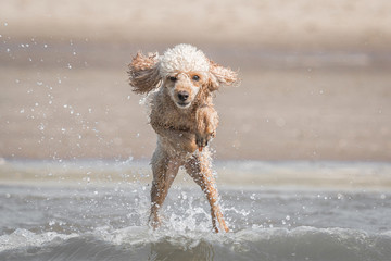 Pudel springt im Meer
