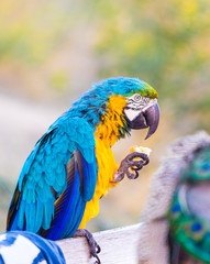 A large  colored parrot eats bread in the interval between performances with street clowns on the Narikhala Hill in Tbilisi city in Georgia