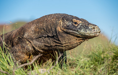 Portrait of the Komodo dragon ( Varanus komodoensis ) is the biggest living lizard in the world.  On island Rinca. Indonesia.