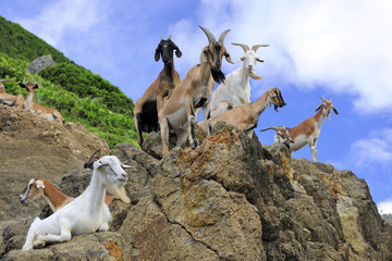 Goats stand on the rock looking at the camera in Lanyu island