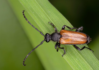 Paracorymbia maculicornis is a species of longhorn beetle in Lepturinae subfamily.  Stictoleptura maculicornis beetle close up.