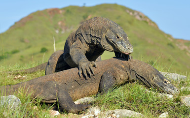 The Fighting Comodo dragon (Varanus komodoensis) for domination. It is the biggest living lizard in the world. Island Rinca. Indonesia.