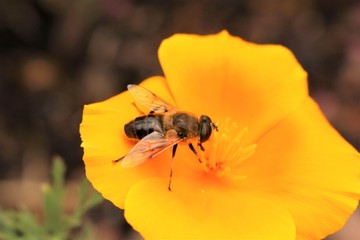 Bine auf Blume