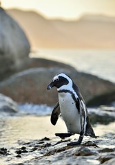 Fototapeta premium African penguins (spheniscus demersus) go ashore from the ocean at evening twilight. African penguin (spheniscus demersus) at the Boulders colony. South Africa.