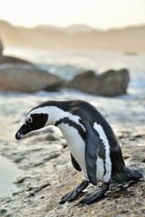 Fototapeta premium African penguins (spheniscus demersus) go ashore from the ocean at evening twilight. African penguin (spheniscus demersus) at the Boulders colony. South Africa.