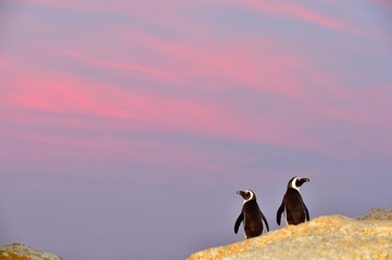 African penguins on the boulder in sunset light sky. African penguins (spheniscus demersus) go ashore from the ocean. African penguin (spheniscus demersus) at the Boulders colony. South Africa.