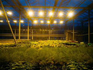 Modern hydroponic greenhouse with complex climate control system. Working artificial light in evening