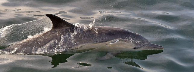 Fototapeta premium Dolphin, swimming in the ocean. Dolphin swim and jumping from the water. The Long-beaked common dolphin (scientific name: Delphinus capensis) in atlantic ocean.
