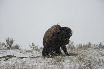 Bison rolling in yellowstone national park