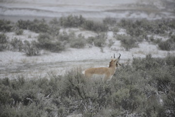 deer in yellowstone national park