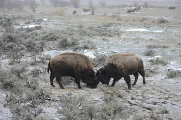 Bison fighting in snow in yellowstone