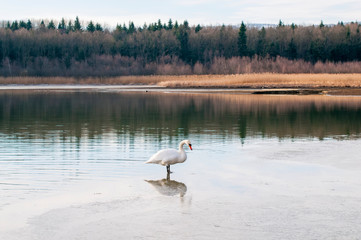 white swans on an autumn lake on a sunny day