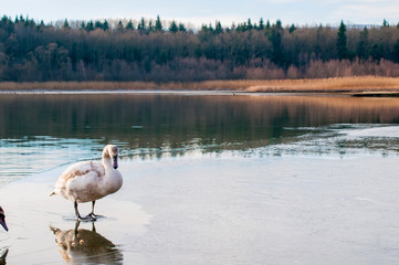 white swans on an autumn lake on a sunny day