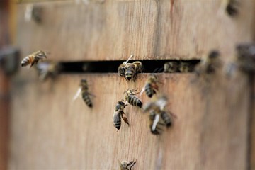 Bienen im Anflug