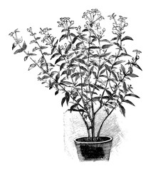 Antique vintage line art illustration, engraving or drawing of Blooming Bouvardia plant or flower in pot. From book Plants in Room, Prague, 1898.