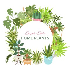 Home plants in circle wreath sale poster vector illustration. Houseplants, indoor and office plants in pot. Dracaena, fern, bamboo, spathyfyllium and orchids, aloe vera with gerbera, snakeplant. - 320809785