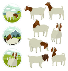 Farming today White & Brown Boer goats Countryside and farmland Cartoon vector illustration Isolated objects