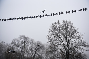 A flock of pegeins in the city. The birds sitting on the wire and trees and some of them flying with the sky covered by heavy fog