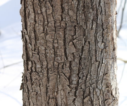 Silver Maple (acer saccharinum) tree bark close-up in winter