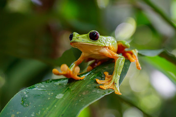 The gliding tree frog (Agalychnis spurrelli) sitting on a branch near  Sarapiqui in Costa Rica.