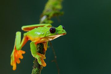 The gliding tree frog (Agalychnis spurrelli) sitting on a branch near  Sarapiqui in Costa Rica.