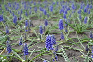 Bell shaped flowers of Armenian grape hyacinths in April