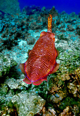 Underwaterphoto of cuttlefish from a scuba dive at Phi Phi Islands in Thailand. 