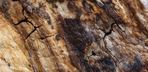 Bark of a Walnut Tree. Nature Background.
