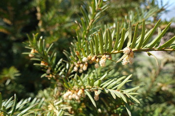Green leaves and brown flowers of yew in April