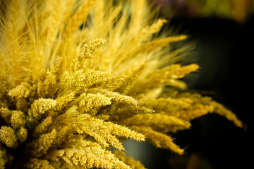 Close-up yellow poaceae grass flowers for background, nature backdrop.