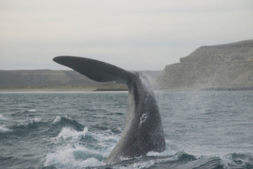 whale on the sea