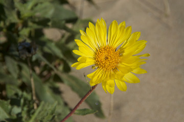 dandelion on green background