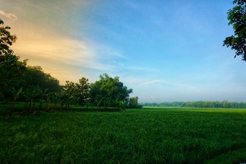 field, sky, landscape, grass, green, nature, meadow, summer, tree, blue, agriculture, rural, cloud, farm, spring, forest, sun, land, plant, countryside, clouds, horizon, country, outdoor, rice