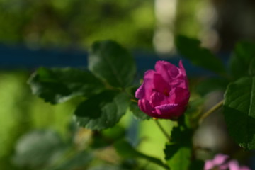 pink rose in garden