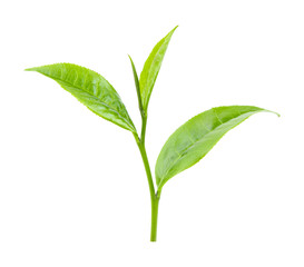 green tea leaf on white background
