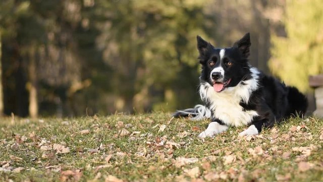 A hilarious border collie puppy moves his head looking at the lens, as if he is realizing he has been shot.