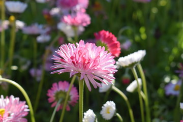Fototapeta premium pink flower in the garden